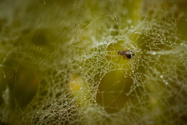 Background image with sparkling dewdrops on a blurry bokeh spider background. A spider walks on a web with splashes of water. In the background is a spider. horizontal photo. — Stock Photo, Image