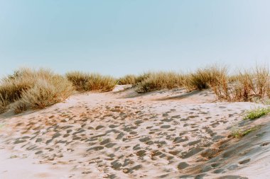 Kumun üzerindeki kumlu çimenler mavi gökyüzüne karşı. Kum tepelerindeki çimenler. Kum tepeleri ve mavi gökyüzü ile güneşli sahil