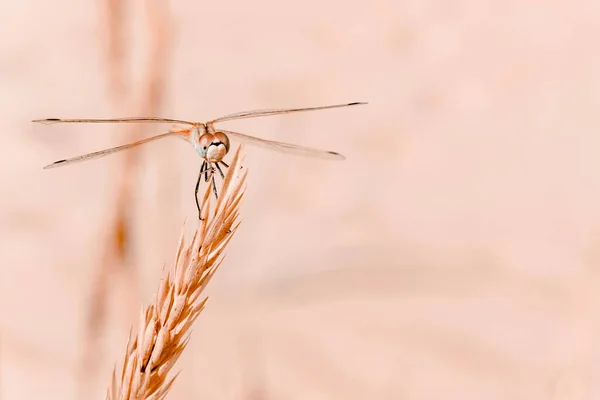 Grande libélula close-up em cores pastel. Sombra bege. Belo macro de uma libélula sentada em um ramo — Fotografia de Stock