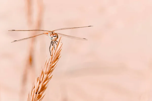 Grote libelle close-up in pastelkleuren. Beige schaduw. Prachtige macro van een libelle zittend op een tak — Stockfoto