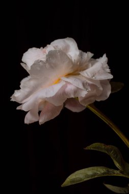 İzole edilmiş siyah bir arka planda pembe şakayık. Tebrik kartı konsepti. Duvardaki afiş..