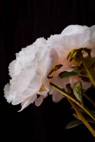 Um buquê de peônias sobre um fundo preto. Pedónias cor-de-rosa num fundo preto isolado. conceito de cartão de saudação. cartaz na parede. — Fotografia de Stock