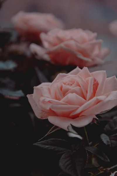 Ροζ τριαντάφυλλο λουλούδι σε σκούρο φόντο. Ένα ροζ τριαντάφυλλο με πράσινα φύλλα σε σκούρο φόντο με επιλεκτική εστίαση. Ροζ λουλούδια, η ιδέα μιας αφίσας στον τοίχο. κατακόρυφη εικόνα — Φωτογραφία Αρχείου