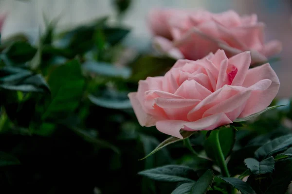 Rosa rosa rosa flores em um fundo escuro. rosas close-up com folhas verdes em um fundo escuro com foco seletivo. Flores cor-de-rosa, o conceito de um cartaz na parede. imagem horizontal — Fotografia de Stock