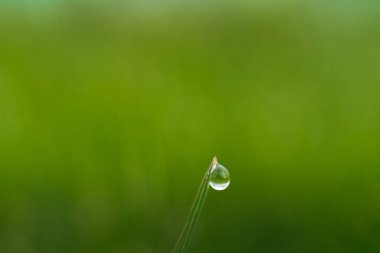 Çimlere çok fazla çiy damlası düşer. Ufuktan bak. Parlak yeşil renk..