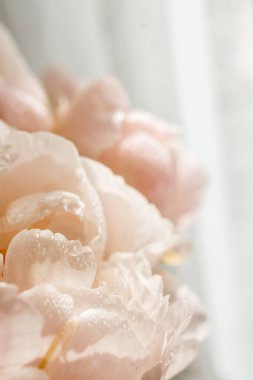 Açık arkaplanda çiy damlaları olan pembe şakayıklar. Tebrik kartı konsepti. Duvarda bir poster var.