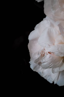 Koyu arkaplanda pembe bir şakayık çiçeği. İzole edilmiş siyah bir arkaplanda pembe şakayıklar.