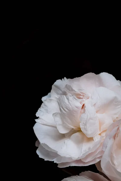 Koyu arkaplanda pembe bir şakayık çiçeği. İzole edilmiş siyah bir arkaplanda pembe şakayıklar. — Stok fotoğraf