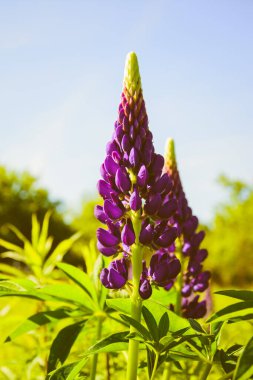 Lupin çiçekleri. Çiçek açan lupin çiçekleri. Lupin tarlası. Mavi gökyüzü. Mor yaz çiçekleri. Parlak renkler, bulanık arkaplan. Duvarda bir poster