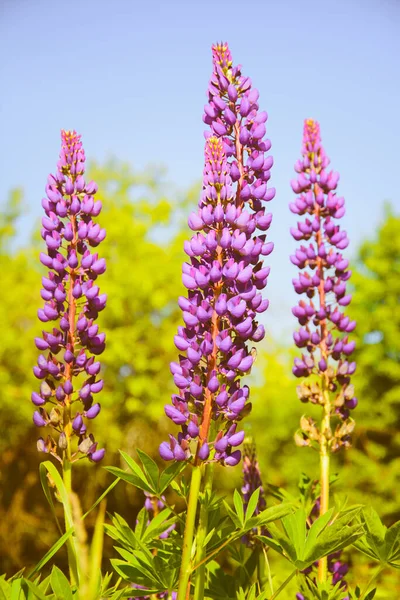 Lupin çiçekleri. Çiçek açan lupin çiçekleri. Lupin tarlası. Mavi gökyüzü. Mor yaz çiçekleri. Parlak renkler, bulanık arkaplan. Dikey resim. — Stok fotoğraf