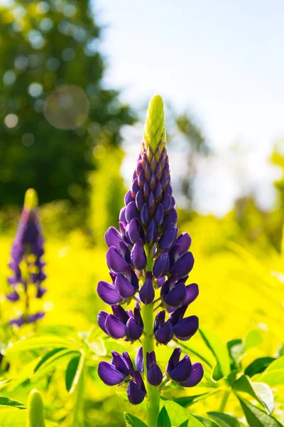 Lupin flowers.Blooming flores de tremoço. Campo de tremoços. Céu azul. Flores roxas de verão. Cores brilhantes, fundo embaçado. Um cartaz na parede — Fotografia de Stock