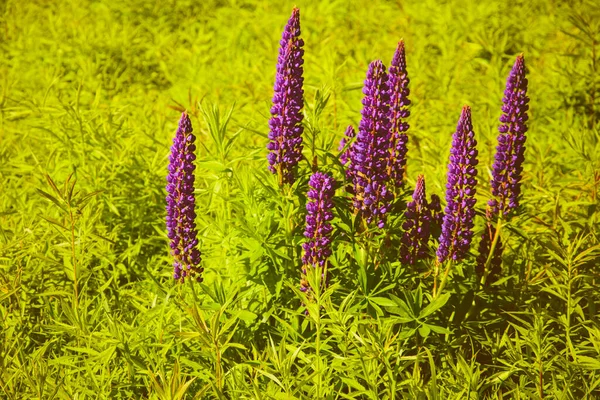 Lupin çiçekleri. Çiçek açan lupin çiçekleri. Lupin tarlası. Yeşil arka planda mor yaz çiçekleri. Parlak renkler, bulanık arkaplan. Dikey resim.