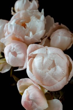 İzole edilmiş siyah arka planda çiğ damlaları olan pembe şakayıklar. Tebrik kartı konsepti. Duvarda bir poster var. dikey resim