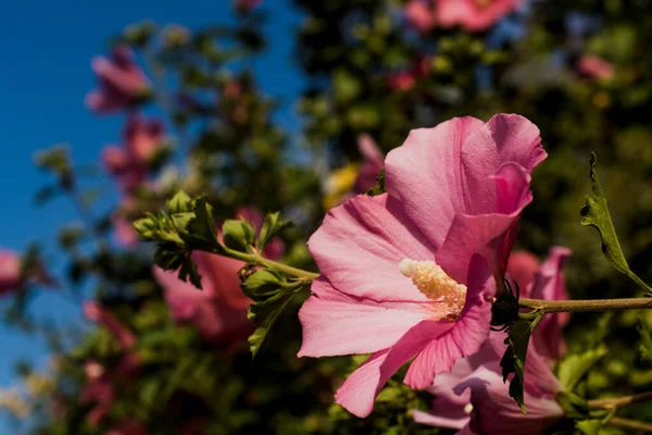 Bulanık bir arkaplanda pembe mallow çiçeği. Güzel pembe mallow çiçekleri yeşil bir çalılığın parlak, güneşli arka planında açar, pembe bir marşmelov çiçeği