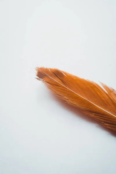 Una pluma de pájaro blanco-marrón sobre un fondo blanco. Textura de pluma suave sobre un fondo blanco. Fondo de pantalla de color marrón claro sobre el tema, un fondo de una pluma marrón, un cartel en la pared. Vertical — Foto de Stock