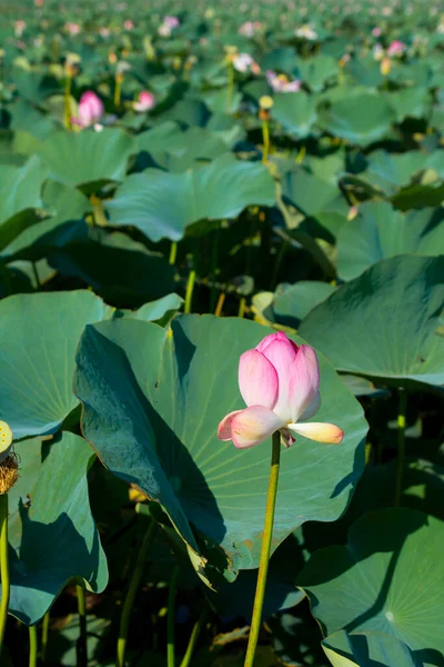 A close-up of a lotus flower on a background of green leaves.A pink lotus bud in the sunlight.The concept of a background image. vertical photo — Stock Photo, Image
