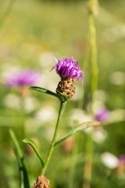 Pembe çiçek çiçeği yakın plan. arkaplan resmi. Yapboz için bir fikir. Büyük bir çiçeğin mor pembe çiçekleri..