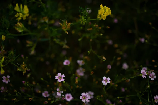 Pequeñas flores de pradera púrpura y amarilla sobre un fondo verde borroso — Foto de Stock