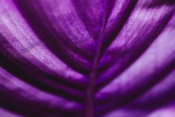 The isolated macro back side of the of a lilac leaf