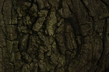 Yeşil kabuk dokusu makro biçiminde çekilmiş.