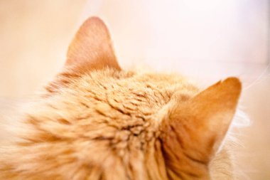 Kırmızı kediciklerin tüylü kulakları bulanık bir arka planda makro tarzda çekildi.