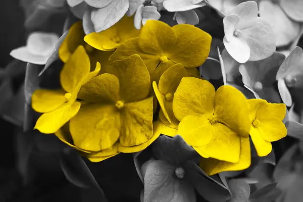 Κίτρινα λουλούδια σε φόντο γκρίζου ανθοφόρου θάμνου — Φωτογραφία Αρχείου