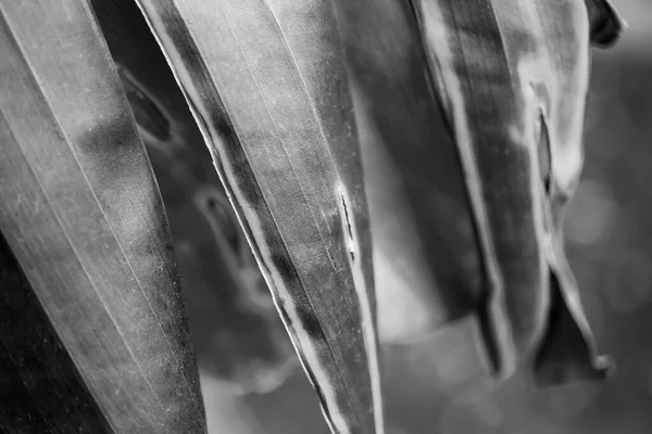 Зледеніння сірого листя пальми було розстріляно в макростилі — стокове фото
