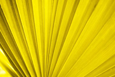 Büyük ölçekli bir tropikal yaprak deseni makro biçiminde çekilmiş.