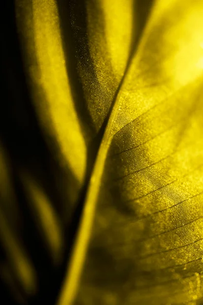 Il lato posteriore isolato di colore giallo di una foglia — Foto Stock