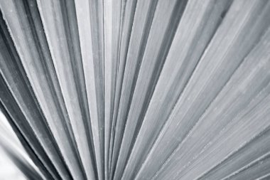 Gri renkli aşırı büyük tropikal yaprak deseni makro biçiminde çekilmiş.