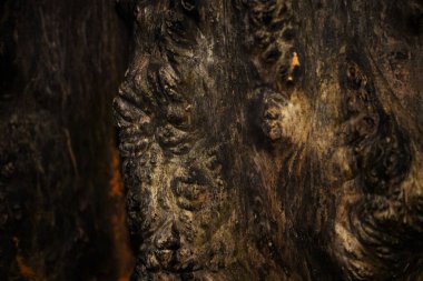 Kalıplı kahverengi-turuncu kabuk makro biçiminde çekilmiş.