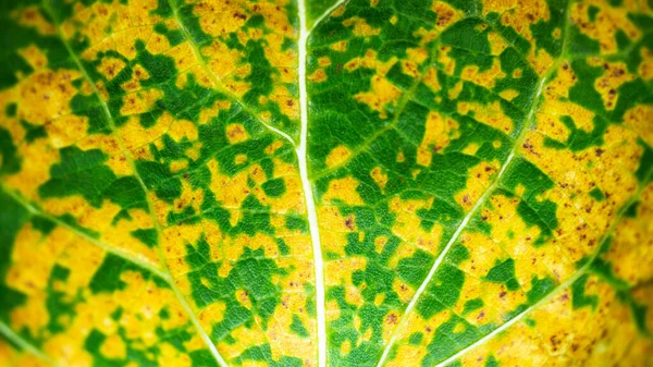 Macro shot di una foglia maculata giallo-verde con grandi venature — Foto Stock