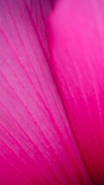 Esta foto vertical de pétalos de rosa veteados fue tomada en un estilo macro — Foto de Stock