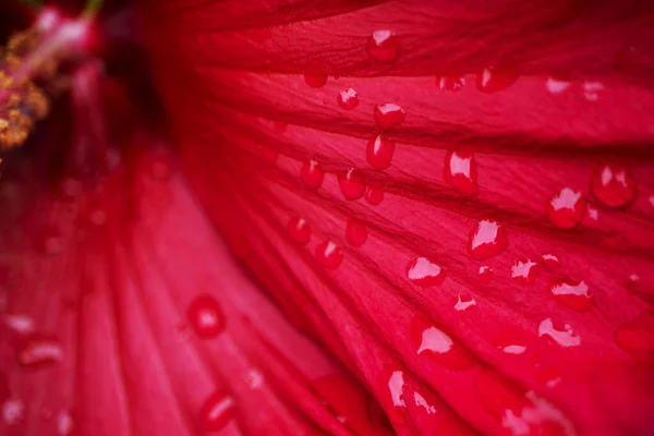 Çiy damlalarındaki kırmızı zambak yaprağının Macro fotoğrafı. — Stok fotoğraf