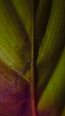 Tropik bir yaprağın yeşil ve eflatun rengi.