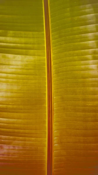 Foto verticale di una foglia tropicale realizzata con sfumatura verde e arancio — Foto Stock
