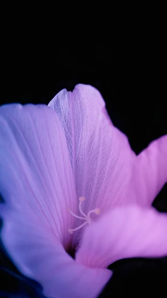 Yanardöner pembe ve mavi bir ışık saçan narin bir zambak makro tarzda vuruldu. — Stok fotoğraf