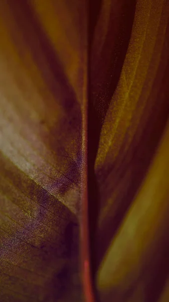 La parte posterior de color púrpura y naranja degradado de una hoja tropical —  Fotos de Stock