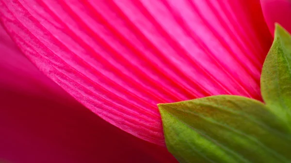 Yeşil yapraklı, çizgili, pembe bir zambak tomurcuğu makro tarzda çekildi. — Stok fotoğraf