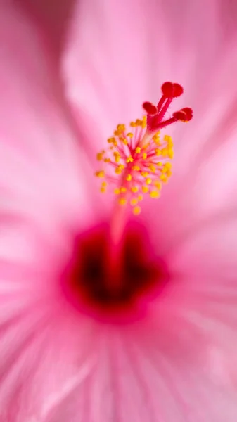 Pembe yapraklı ve sarı polenli zambak çiçeğinin ortasında. — Stok fotoğraf