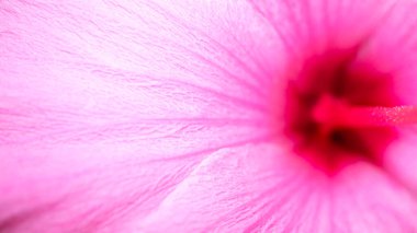 Zambakların pembe yapraklarındaki damarlar makro biçimdeydi.