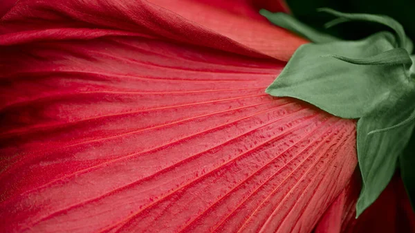 Yeşil yapraklı çizgili kırmızı zambak yaprağı — Stok fotoğraf