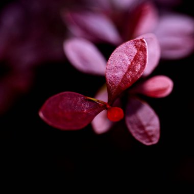 Parlak kanlı kırmızı küçük yapraklar makro biçiminde çekilmişti.