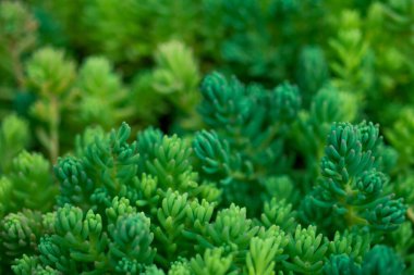 Kapalı yeşil küçük sulu suları makro srtyle çekmişler.