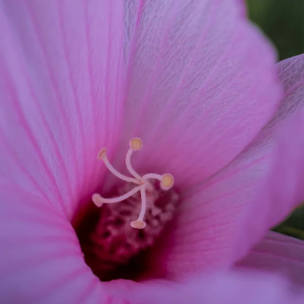 Pembe zambak yapraklarının kare fotoğrafı. — Stok fotoğraf