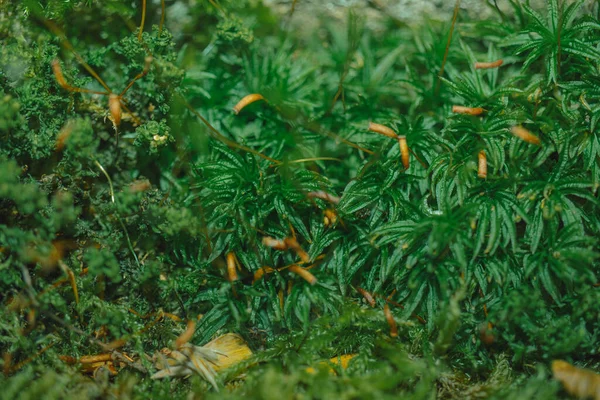 Kis erdei gombák a moha és a zöldség között makró stílusban készültek. — Stock Fotó