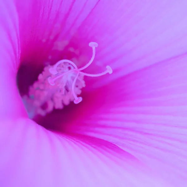 Lilium çiçeğinin neon ışıkta büyüyen erkek organı. — Stok fotoğraf