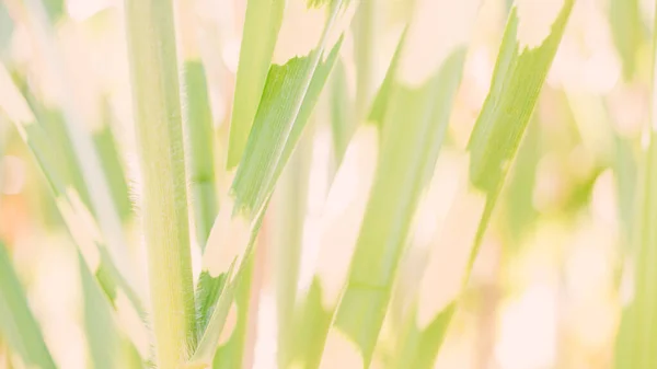 El estandarte de la hierba abigarrada amarillo-verde claro — Foto de Stock