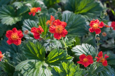 Gravilat yeşil yapraklı parlak kırmızı.