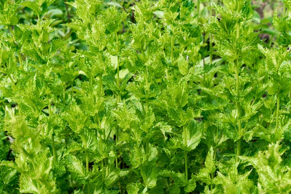 Fresh bright mint greens in the garden.